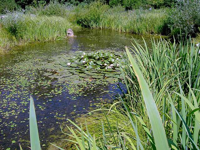 Klimaschutzgarten-09.jpg