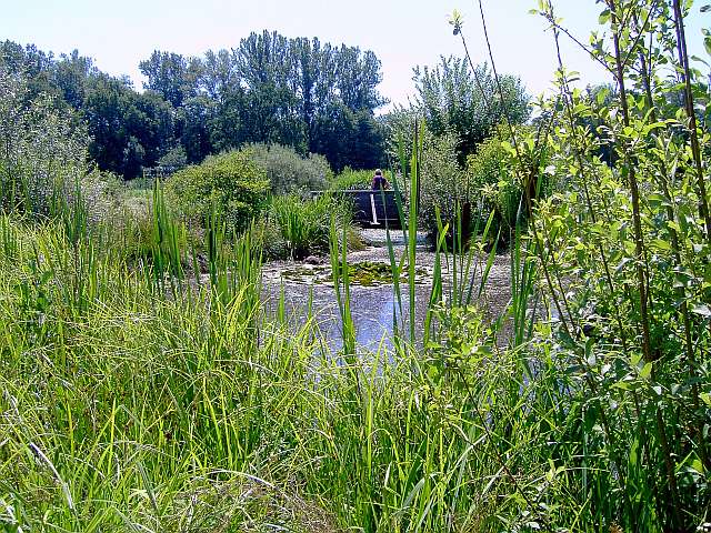 Klimaschutzgarten-11.jpg