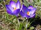 Frühlingsblumen