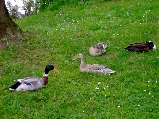 Enten.jpg