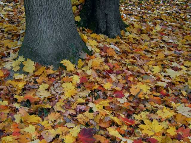 Herbst-2.jpg