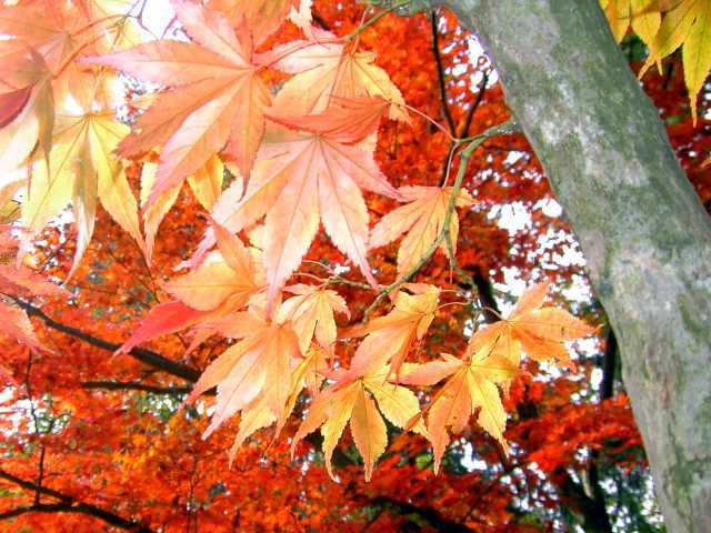 Herbst-4.jpg