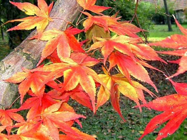 Herbst-5.jpg