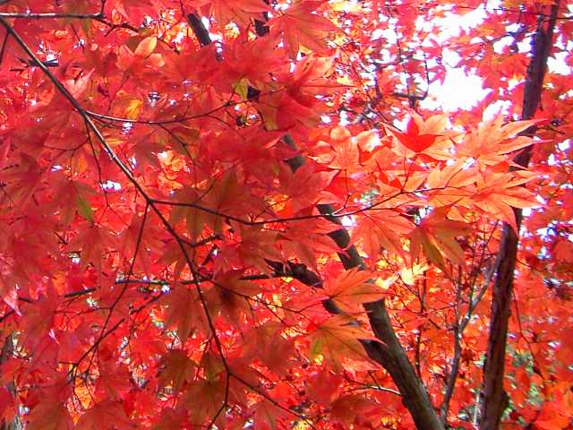 Herbst-6.jpg