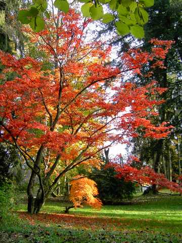Herbst-8.jpg