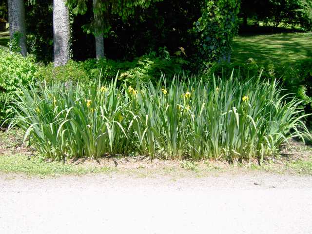 Iris.jpg