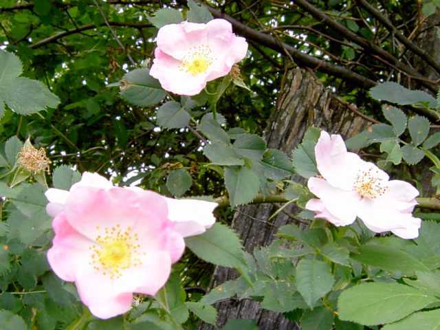 Rose-1.jpg