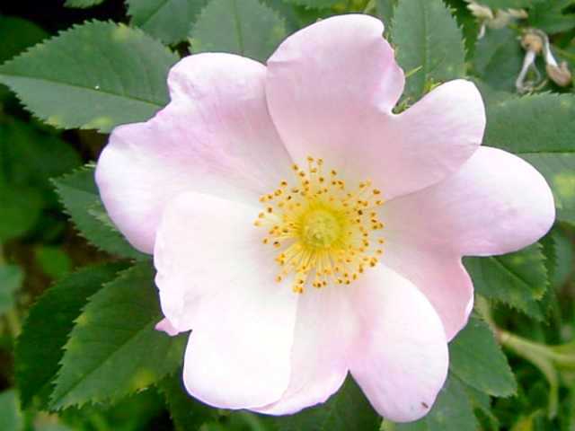 Rose-2.jpg