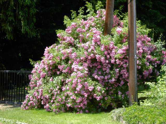 Rose-3.jpg