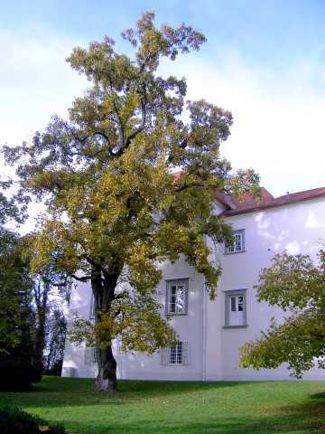Tulpenbaum.jpg