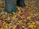 Herbst-2.jpg