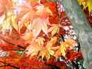 Herbst-4.jpg