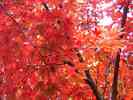 Herbst-6.jpg
