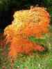 Herbst-7.jpg
