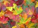 Herbstlaub.jpg