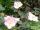 Rose-1.jpg
