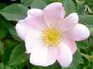 Rose-2.jpg