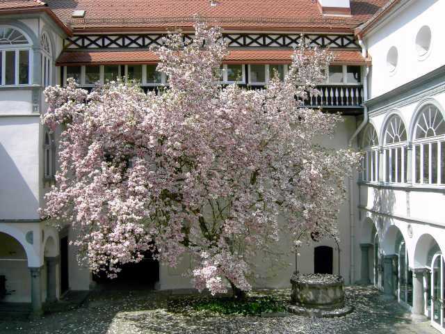 Magnolie-im-Fruehling.jpg
