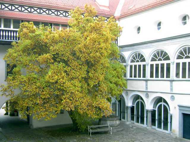 Magnolie-im-Herbst.jpg