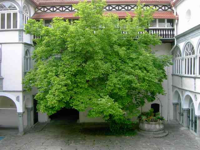 Magnolie-im-Sommer.jpg