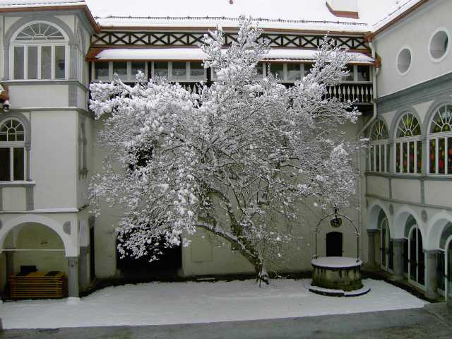 Magnolie-im-Winter.jpg