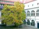 Magnolie-im-Herbst.jpg