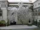 Magnolie-im-Winter.jpg