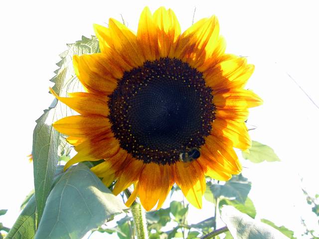 Sonnenblume-10.jpg