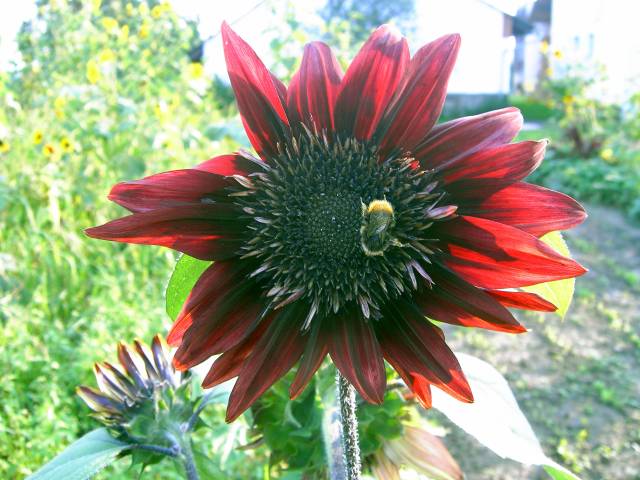Sonnenblume-11.jpg