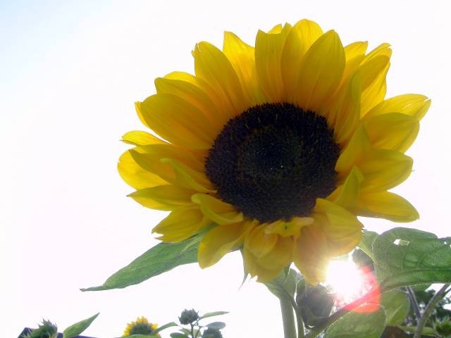 Sonnenblume-12.jpg
