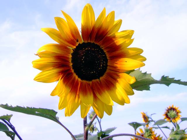 Sonnenblume-16.jpg