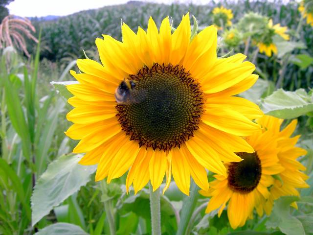Sonnenblume-18.jpg