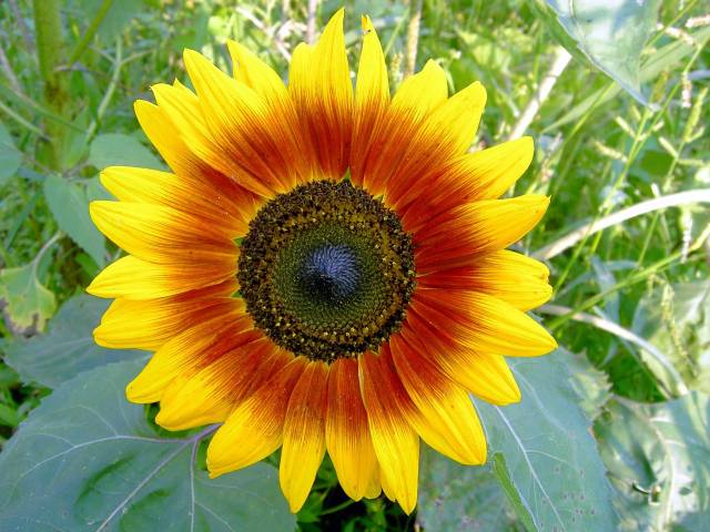 Sonnenblume-19.jpg