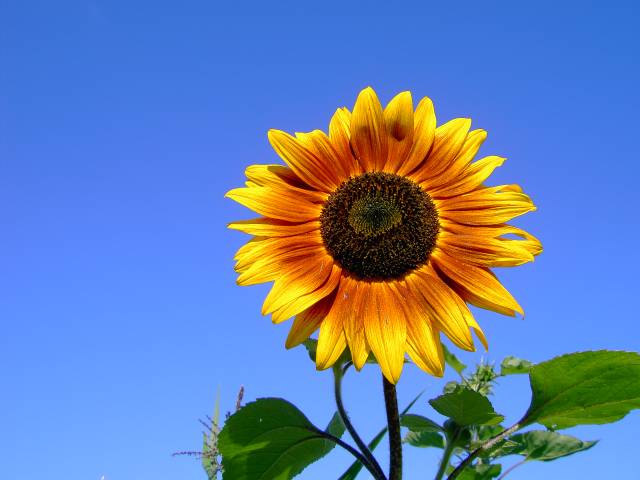 Sonnenblume-2.jpg