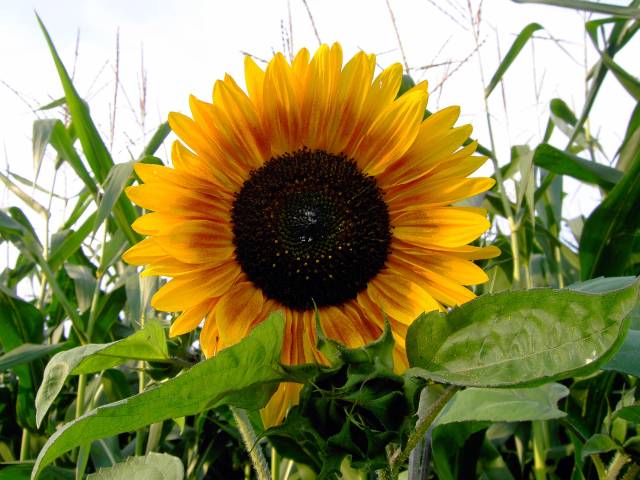 Sonnenblume-21.jpg