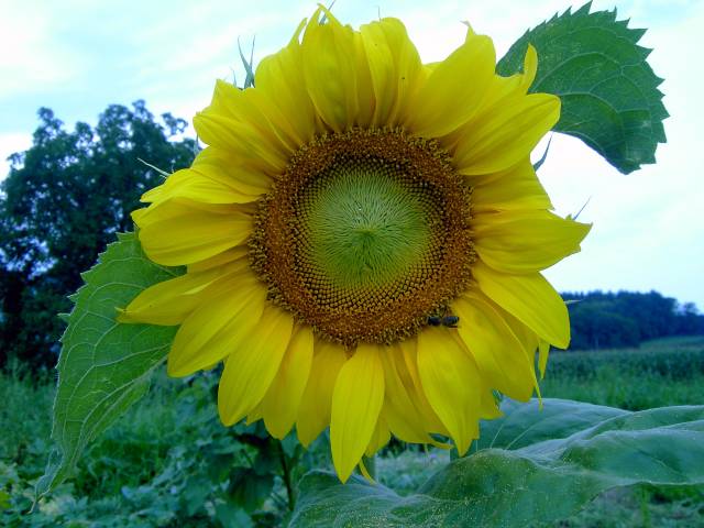 Sonnenblume-23.jpg