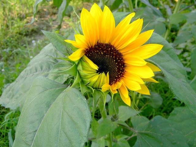 Sonnenblume-24.jpg