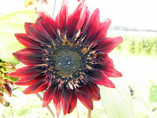 Sonnenblume-25.jpg