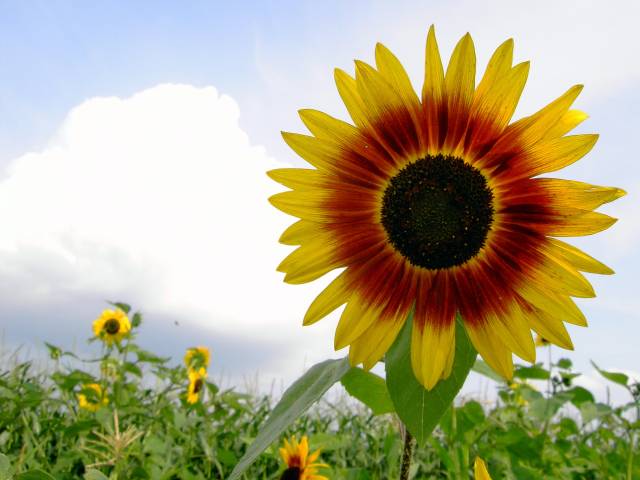 Sonnenblume-26.jpg