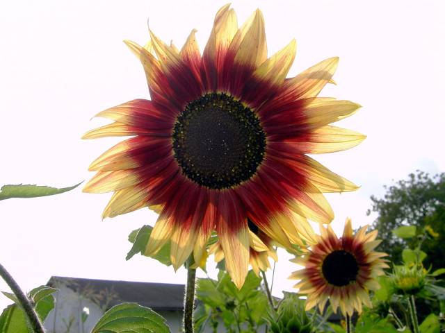 Sonnenblume-28.jpg