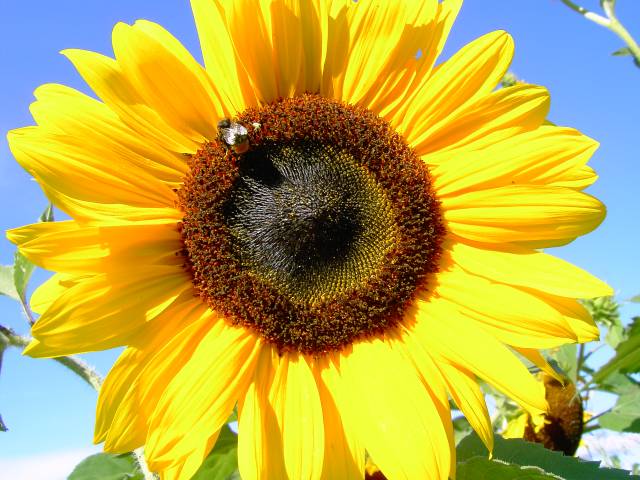 Sonnenblume-29.jpg
