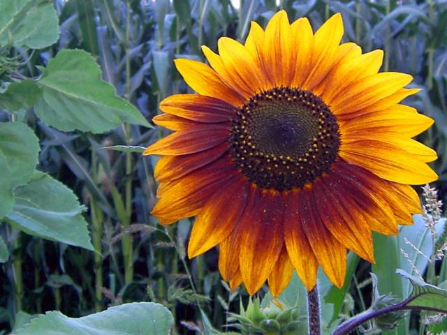 Sonnenblume-3.jpg