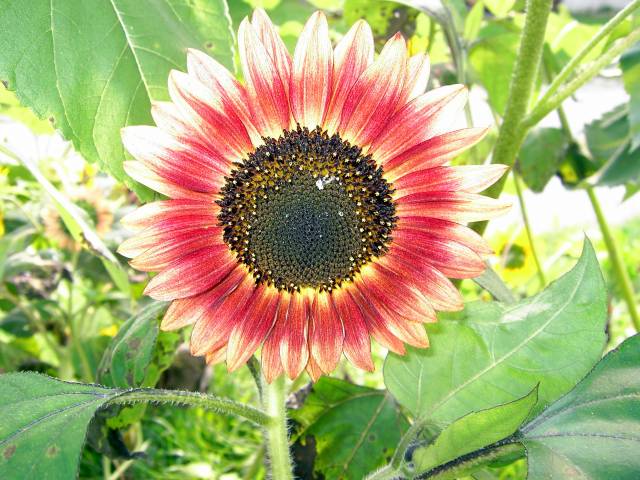 Sonnenblume-30.jpg
