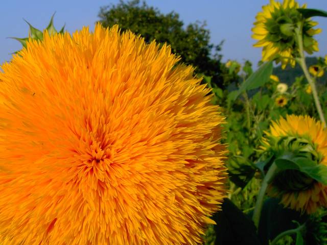 Sonnenblume-31.jpg