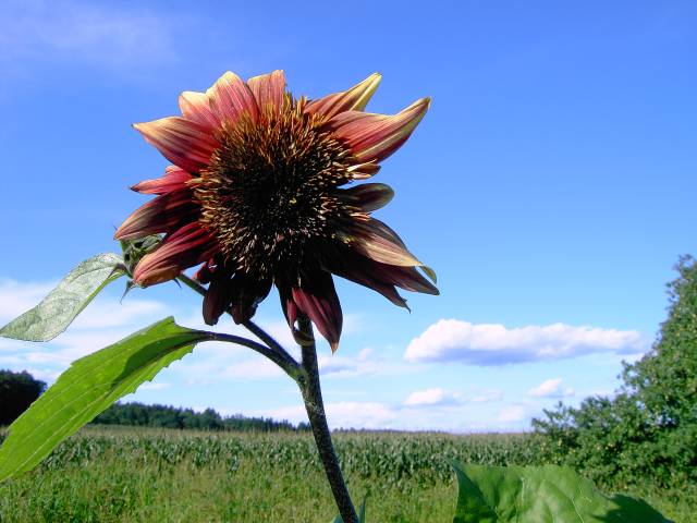 Sonnenblume-32.jpg