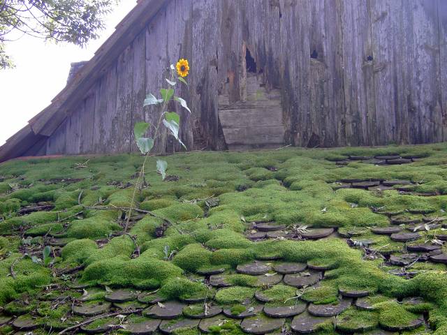 Sonnenblume-33.jpg