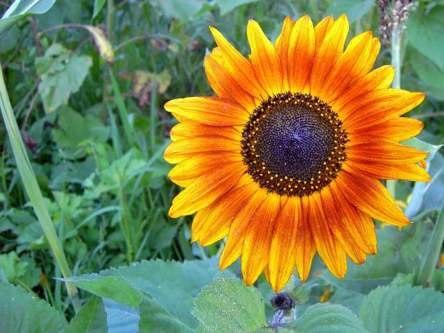 Sonnenblume-4.jpg