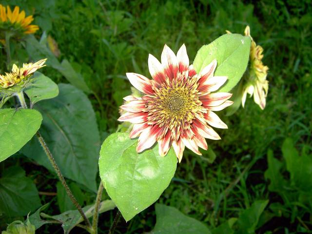 Sonnenblume-6.jpg