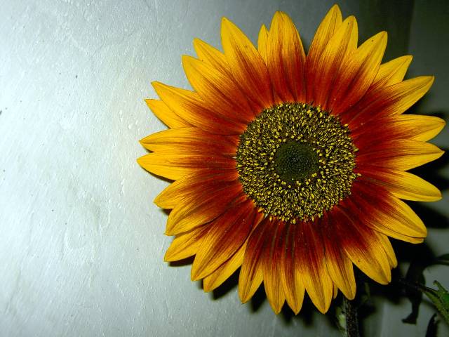 Sonnenblume-8.jpg