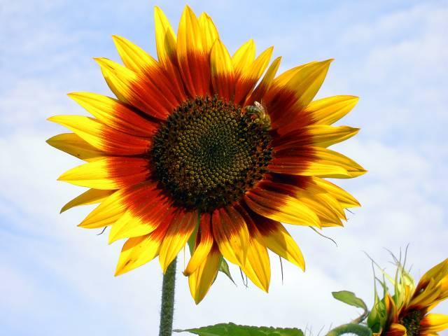 Sonnenblume-9.jpg
